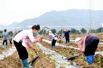 구이저우 룽장: ‘산업혁명’에 초점 두고 빈곤퇴치 공격전에 박차