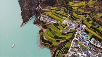 간쑤 원현: 그림 같은 유채꽃 들판