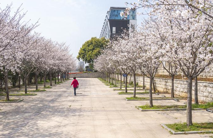 우한: 벚꽃 핀 화사한 봄