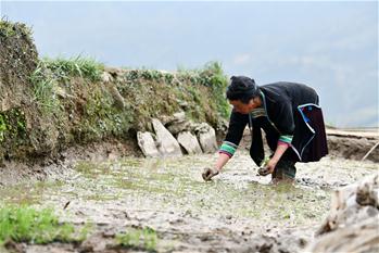 구이저우 충장: 농사철 맞아 바쁜 다락논 풍경