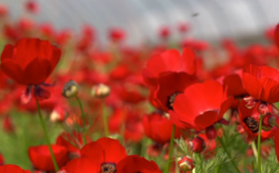 [TV]이멍산 수놓은 꽃바다 물결