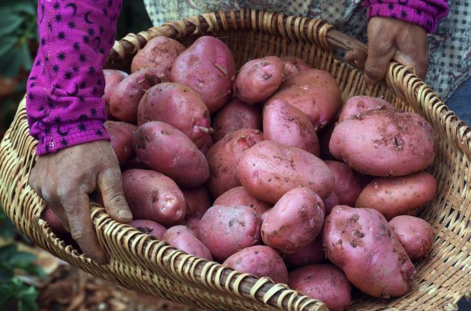 윈난 쉰뎬: 산지 감자 재배로 소득 ‘짭짤’