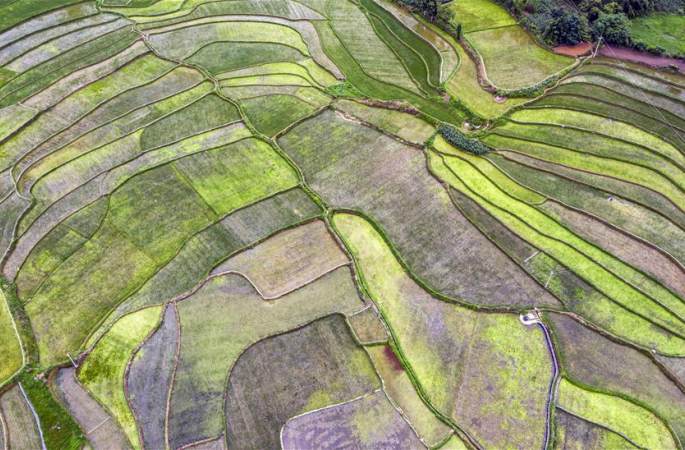 구이저우 비제: 여름철 농촌 전원 풍경