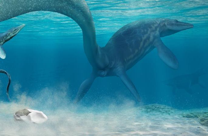 칠레·美 과학자: 백악기 ‘바다의 제왕’ 모사사우루스 알 화석 확인