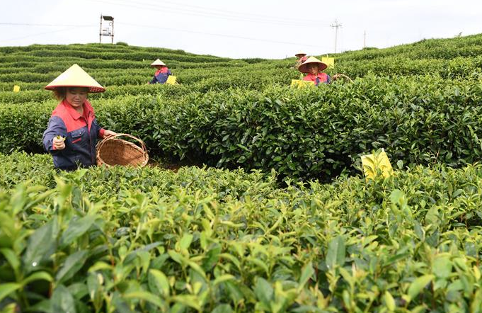 푸젠 푸딩: 서향 특화산업, 농촌진흥에 일조