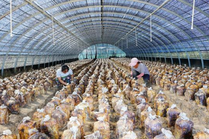 허난 롼저우: 말굽버섯 재배로 &lsquo;쏠쏠한&rsquo; 돈벌이