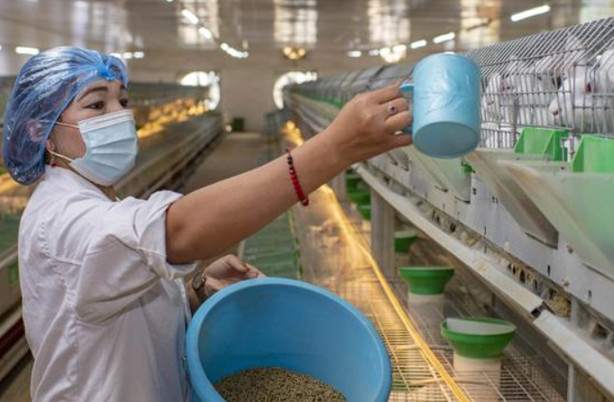 신장 허톈: 사육산업으로 빈곤 탈출 도와