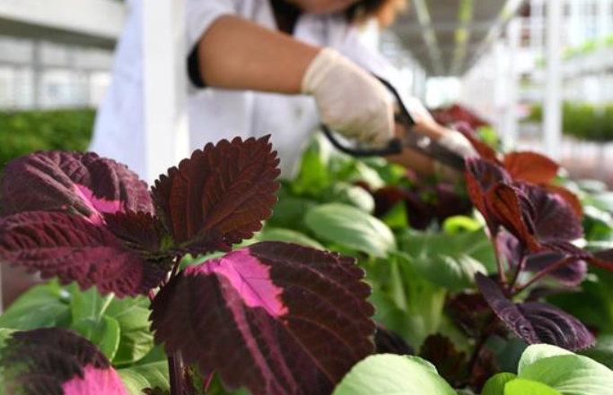 허베이 정딩: 농촌진흥 돕는 &lsquo;스마트팜&rsquo;