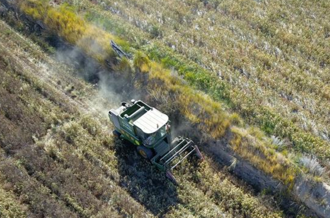 치롄산 북부 지역 잡곡 풍년