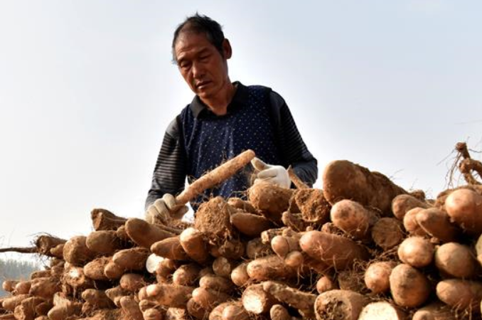 허베이 싱타이: 참마 재배로 소득 증대 도와
