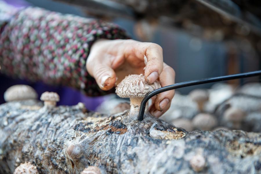 충칭 청커우: 표고버섯 산업으로 농촌 진흥 조력