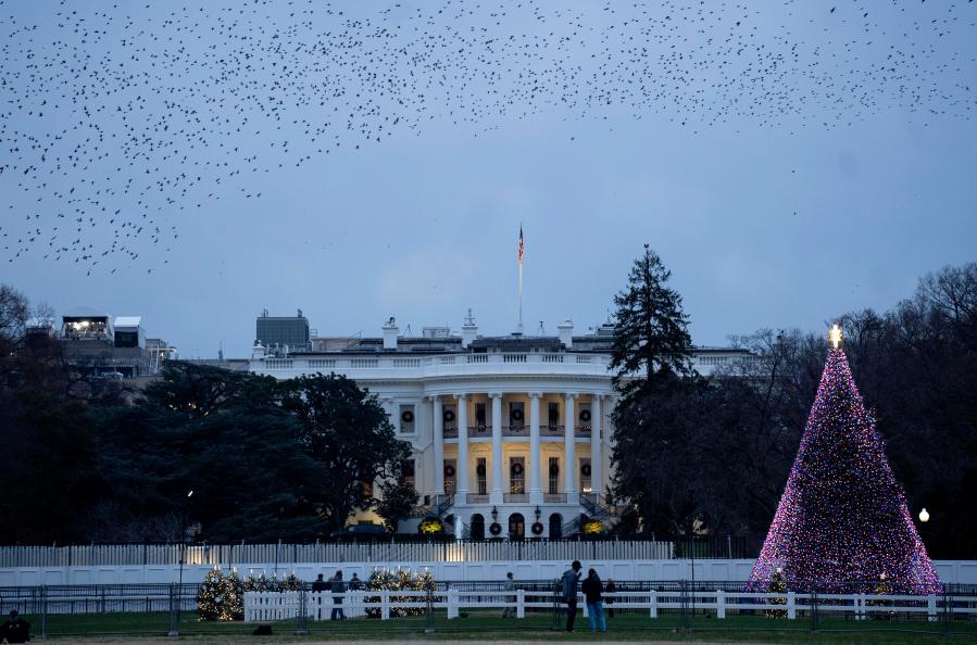 워싱턴: 코로나19 여파로 국가 크리스마스 트리 장식 대폭 축소
